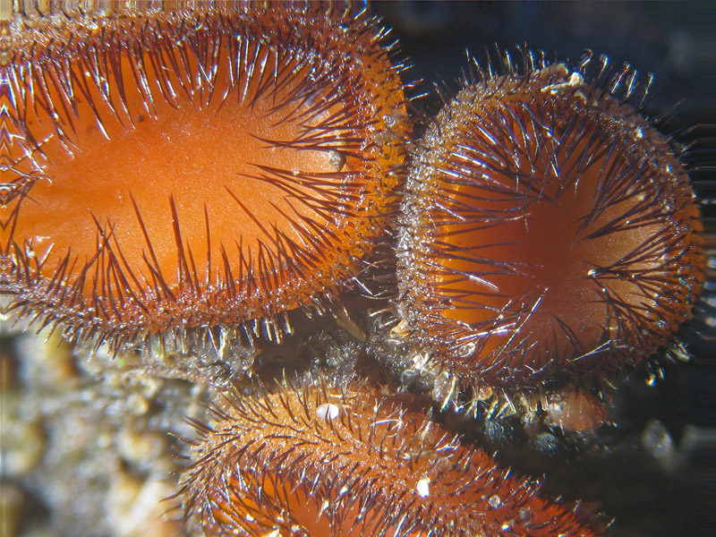 Scutellinia scutellata - bellissimi